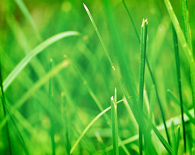 Web漏洞扫描工具